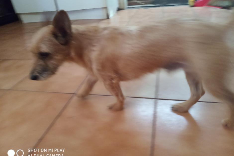 Alerte Disparition Chien croisement Mâle , 4 ans Saint-Pierre France