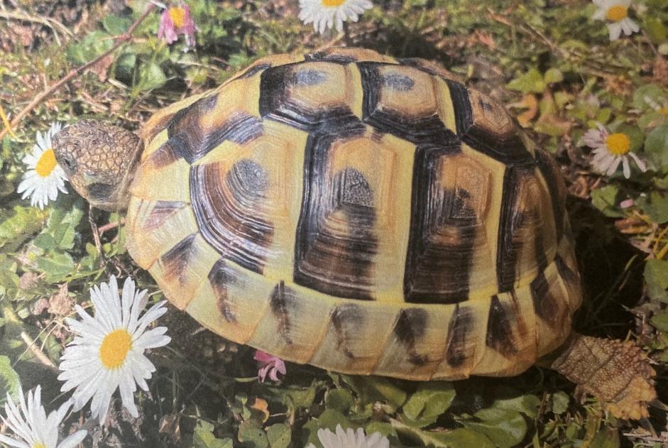 Alerte Disparition Tortue Femelle , 2024 ans Martigny Suisse