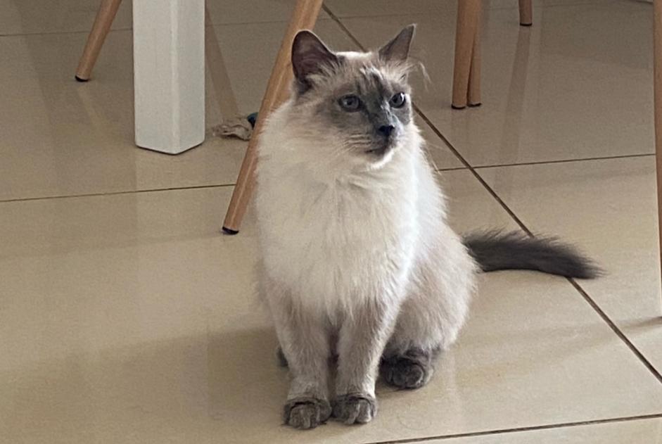 Alerte Disparition Chat  Femelle , 14 ans Narbonne France