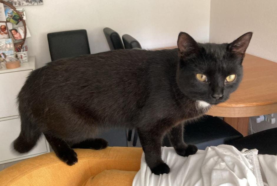 Alerte Disparition Chat Femelle , 1 ans Le Mouret Suisse