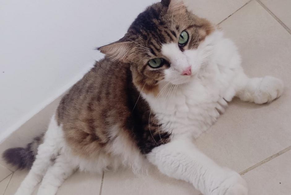 Alerte Disparition Chat croisement Mâle , 6 ans Toulouse France