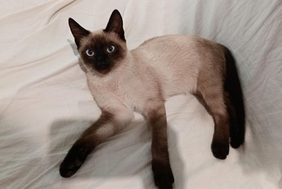 Alerte Disparition Chat croisement Mâle , 0 ans Val-du-Mignon France