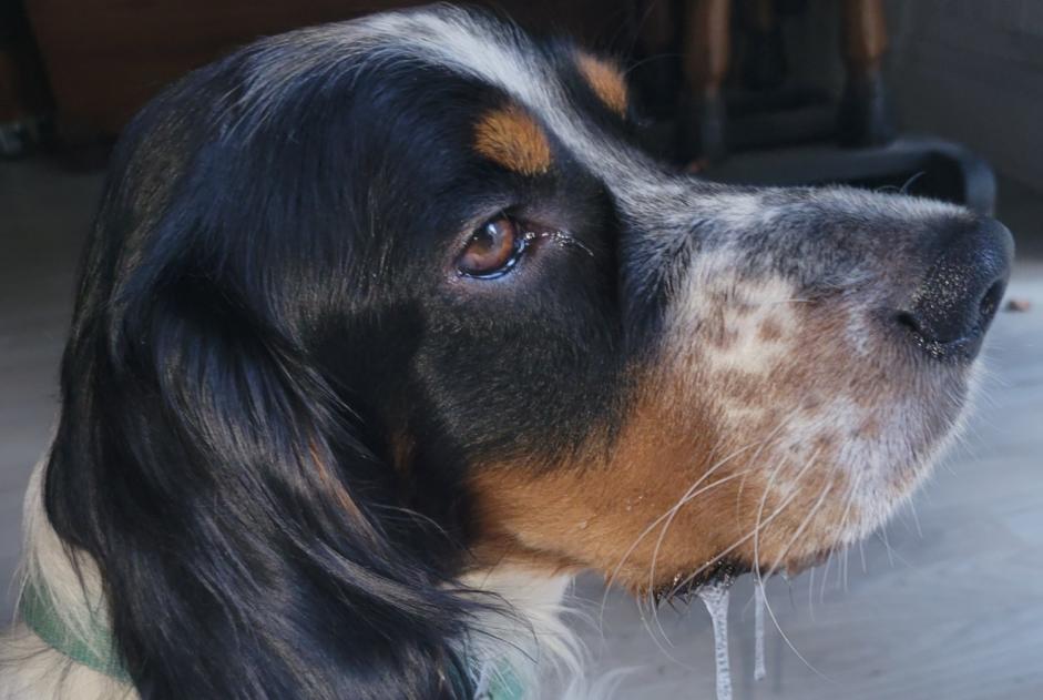 Alerte Disparition Chien  Mâle , 2 ans Arcisses France