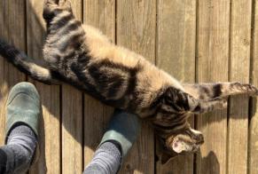 Alerte Découverte Chat croisement Mâle Saintry-sur-Seine France