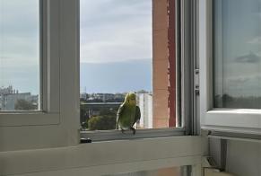 Alerte Découverte Oiseau Inconnu Corroios Portugal