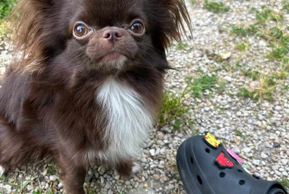 Alerte Disparition Chien croisement Mâle , 1 ans Villiers-sur-Marne France