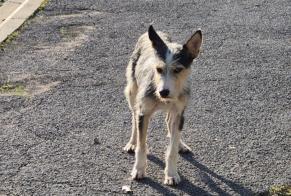 Alerte Découverte Chien croisement Inconnu Cazouls-lès-Béziers France