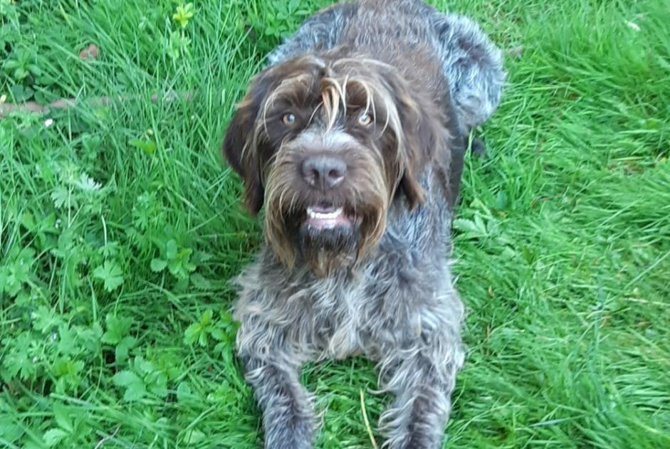 Alerte Disparition Chien  Mâle , 11 ans Saint-Senoch France