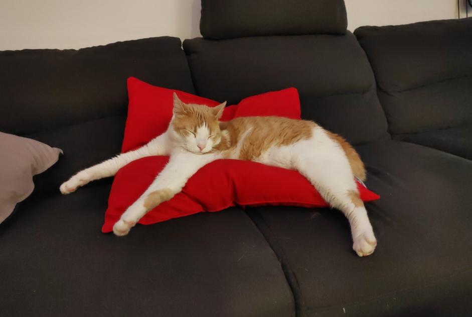 Alerte Disparition Chat croisement Mâle , 3 ans Crotenay France