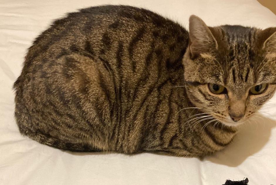 Alerte Disparition Chat Femelle , 2 ans Lyon France