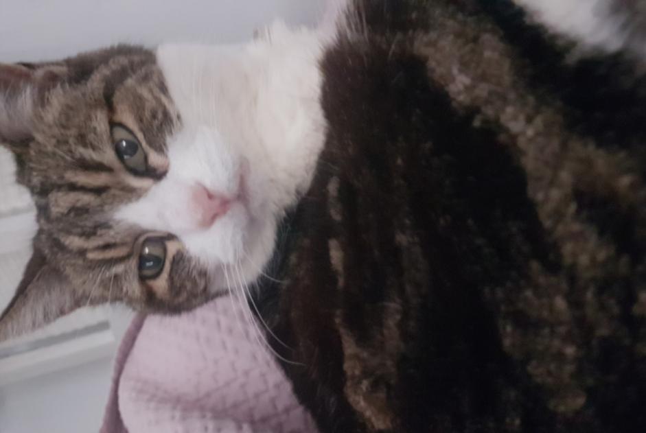 Alerte Disparition Chat croisement Femelle , 24 ans Villefranche-sur-Mer France