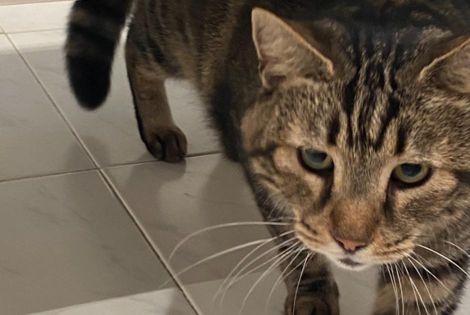 Alerte Disparition Chat  Mâle , 12 ans Cannes France