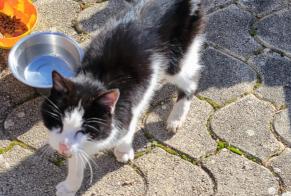 Alerte Découverte Chat Mâle Saint-Jean-Saint-Maurice-sur-Loire France