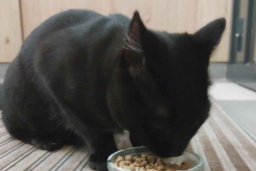 Alerte Découverte Chat  Mâle , 2 ans Eaubonne France