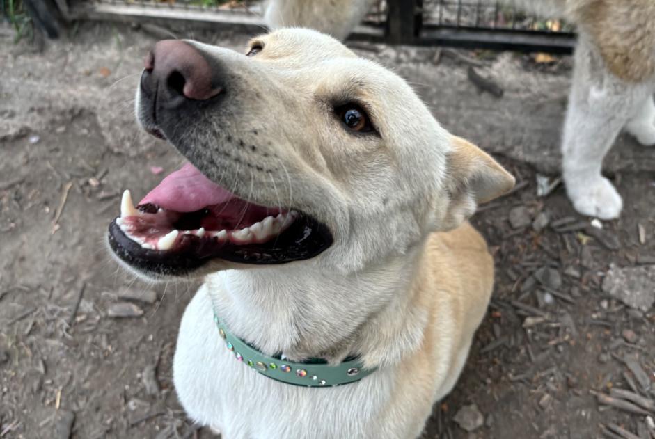 Alerte Disparition Chien  Mâle , 1 ans Polaincourt-et-Clairefontaine France