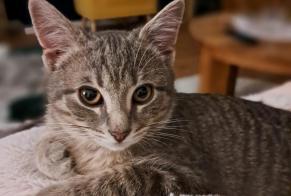 Alerte Disparition Chat Mâle , 1 ans Combronde France