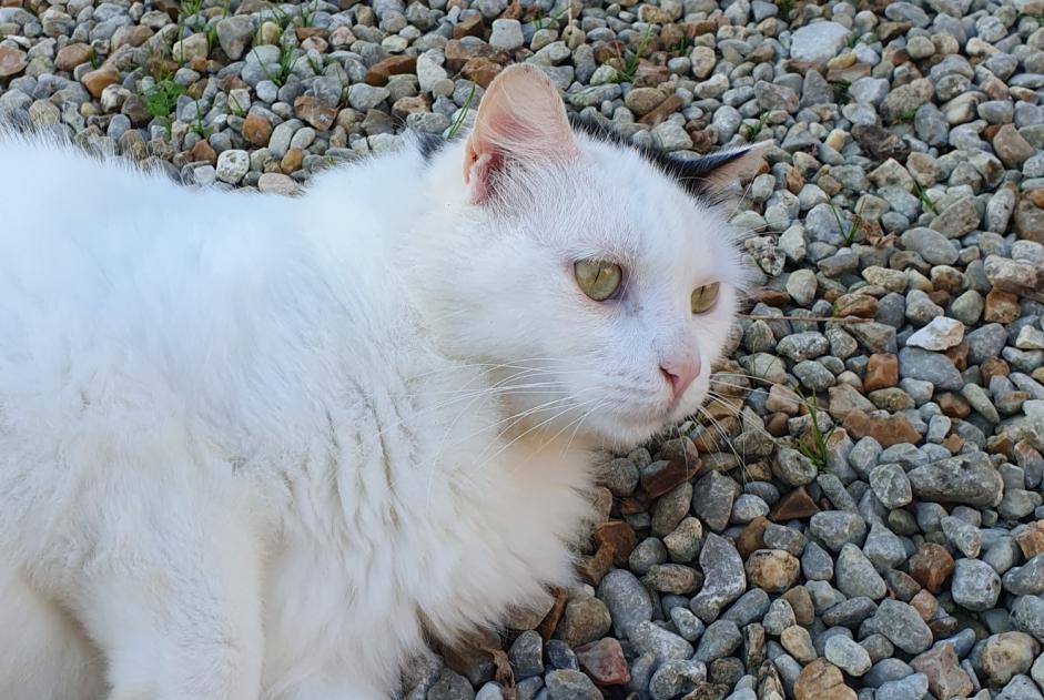 Alerte Découverte Chat croisement Inconnu Brie France