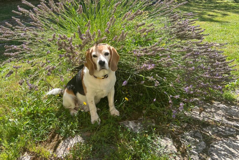 Alerte Disparition Chien  Mâle , 12 ans Avilly-Saint-Léonard France