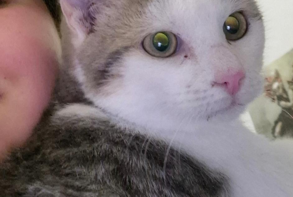 Alerte Disparition Chat  Mâle , 0 ans Orsay France