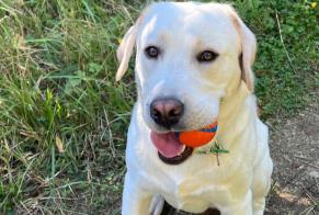 Alerte Disparition Chien  Mâle , 1 ans Avilly-Saint-Léonard France