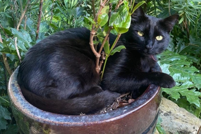 Alerte Disparition Chat  Mâle , 3 ans Montesquiou France