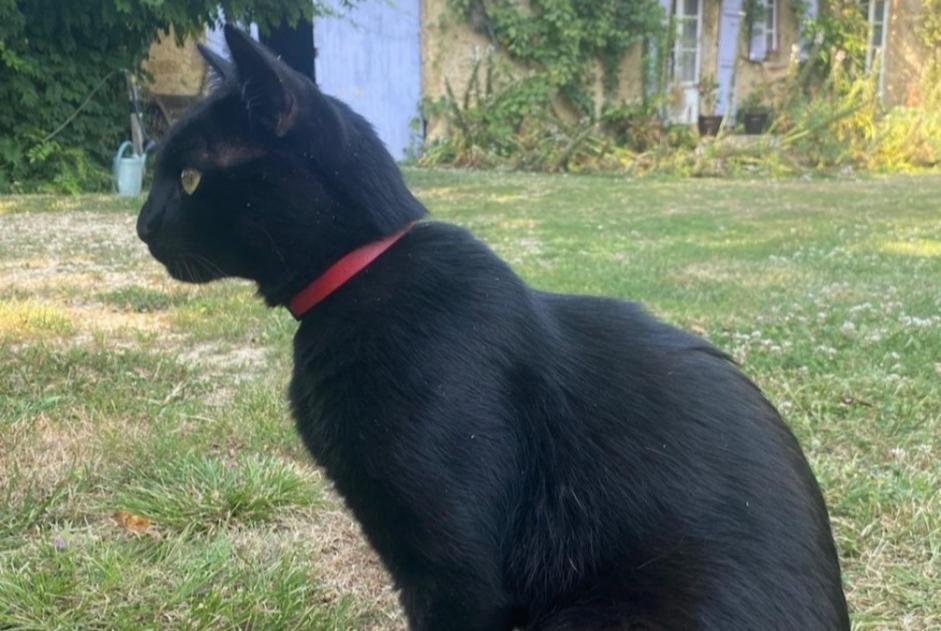 Alerte Disparition Chat  Mâle , 3 ans Montesquiou France