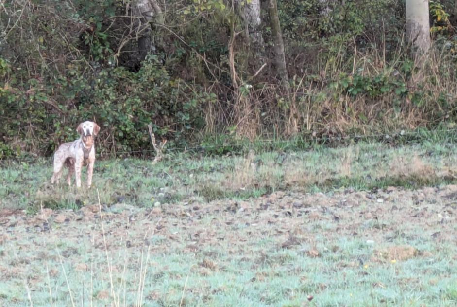 Alerte Découverte Chien Inconnu Panzoult France