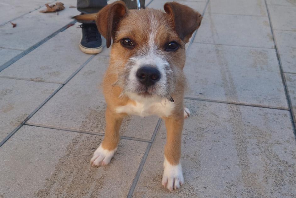 Alerte Découverte Chien croisement Mâle Lunel France