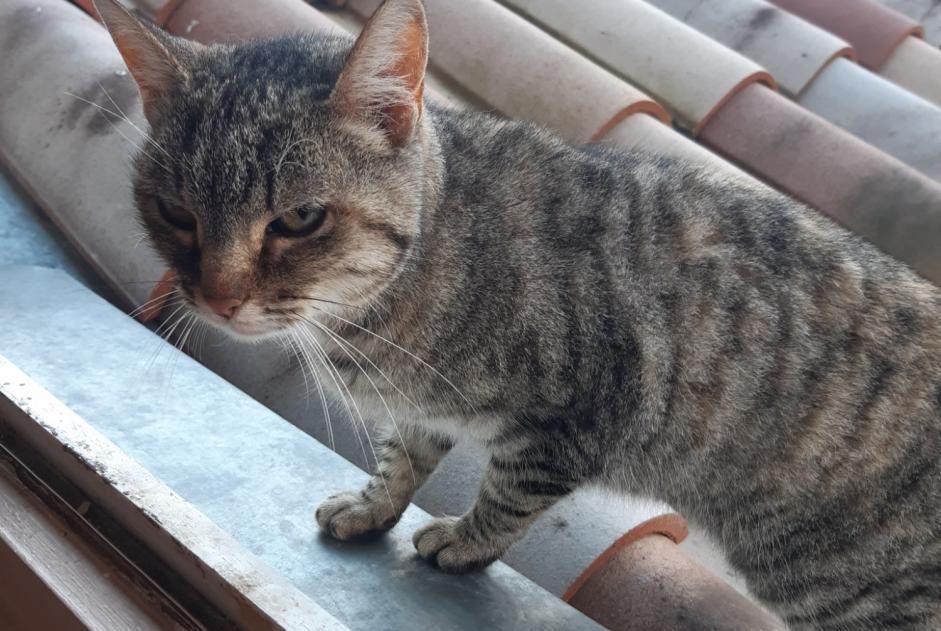 Alerte Découverte Chat croisement Femelle Lamastre France