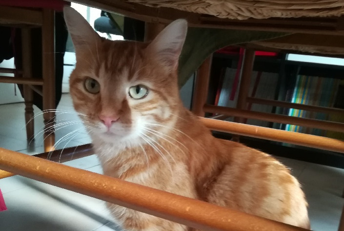 Alerte Disparition Chat Mâle , 5 ans Saint-Gély-du-Fesc France