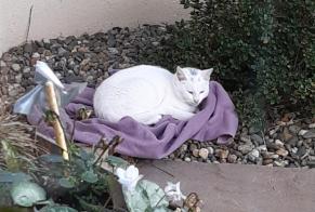 Alerte Découverte Chat Mâle Chantonnay France