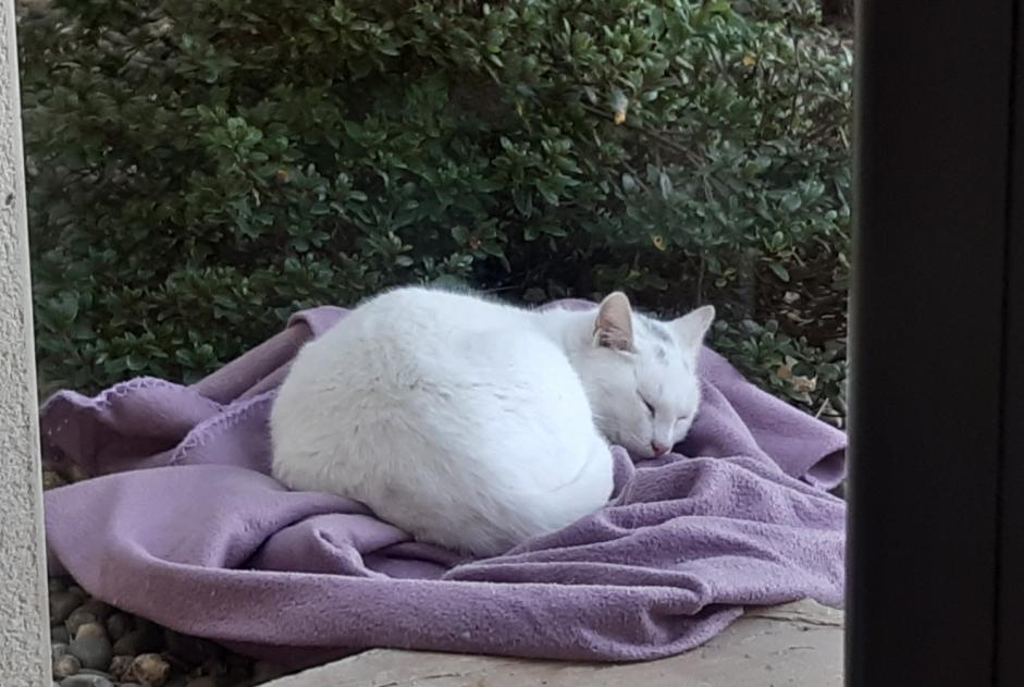 Alerte Découverte Chat Mâle Chantonnay France