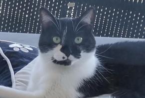 Alerte Disparition Chat Mâle , 8 ans Amnéville France