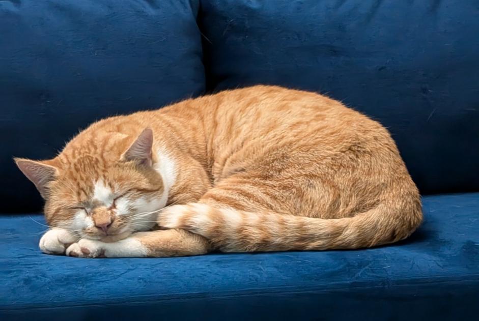 Alerte Découverte Chat croisement Mâle , 3 ans Steinhausen Suisse