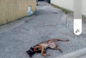 Alerte Découverte Chien  Inconnu Montélimar France