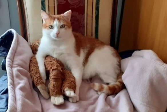 Alerte Disparition Chat croisement Mâle , 10 ans Saint-Laurent-sur-Mer France