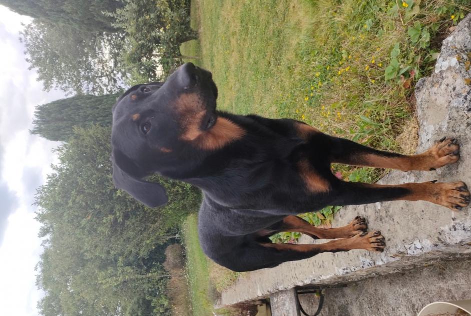 Alerte Disparition Chien  Mâle , 3 ans Melun France