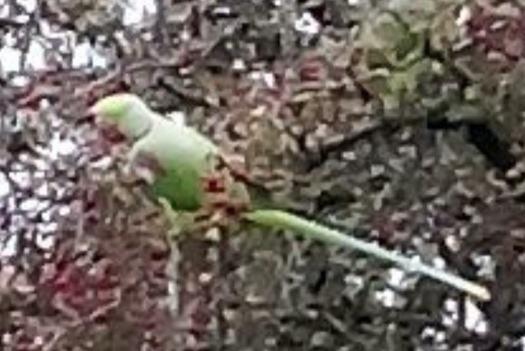 Alerte Découverte Oiseau Inconnu Lyon France