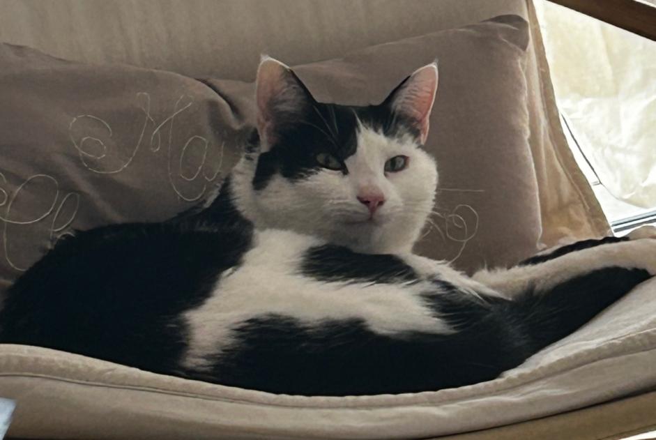 Alerte Disparition Chat Mâle , 4 ans Bottens Suisse