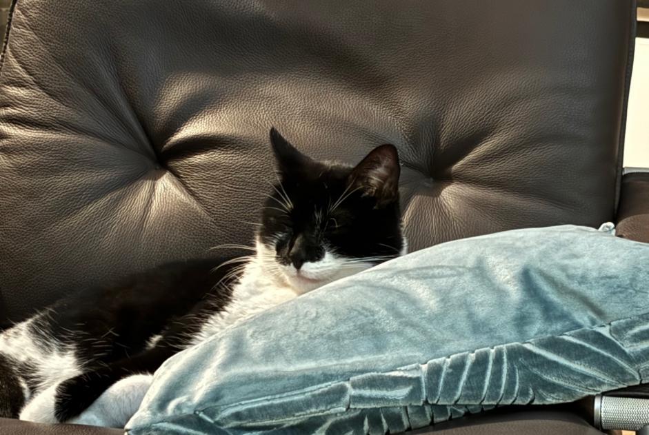 Alerte Disparition Chat Mâle , 2 ans Uccle Belgique