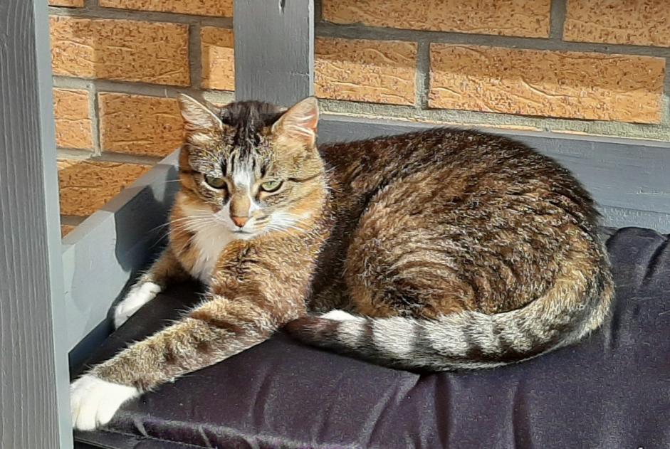 Alerte Disparition Chat  Femelle , 9 ans Leffrinckoucke France