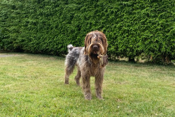 Alerte Disparition Chien  Mâle , 1 ans Saint-Paul-du-Vernay France