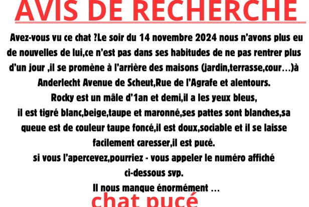 Alerte Disparition Chat croisement Mâle , 1 ans Anderlecht Belgique