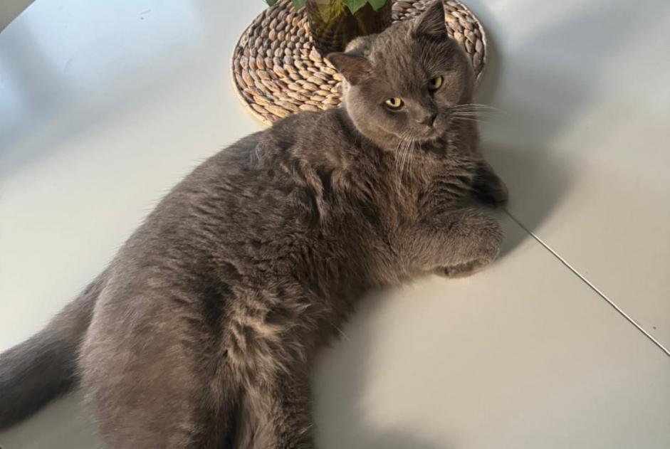 Alerte Disparition Chat  Mâle , 1 ans Sion Suisse