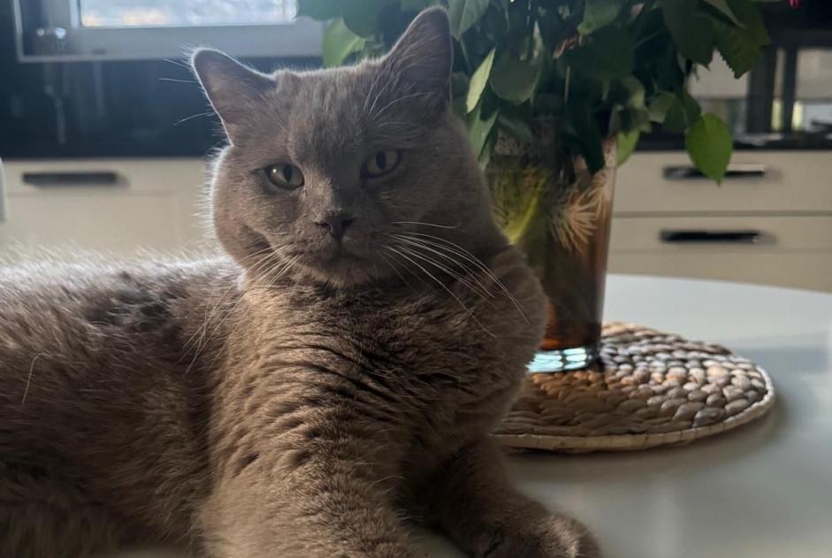 Alerte Disparition Chat  Mâle , 1 ans Sion Suisse