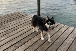 Alerte Disparition Chien croisement Femelle , 1 ans Genthod Suisse