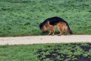 Alerte Découverte Chien  Inconnu Chavannes-près-Renens Suisse