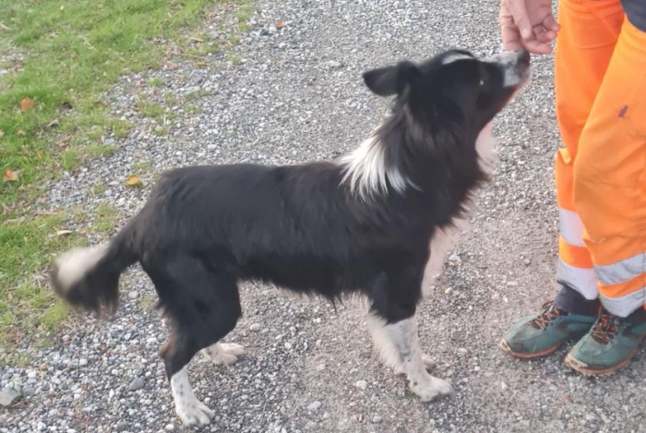 Alerte Découverte Chien  Mâle , 2 ans Saint-Paul-de-Fenouillet France