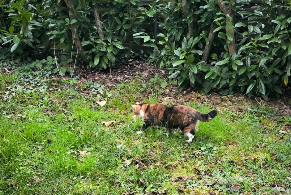 Alerte Disparition Chat Femelle , 3 ans Orléans France