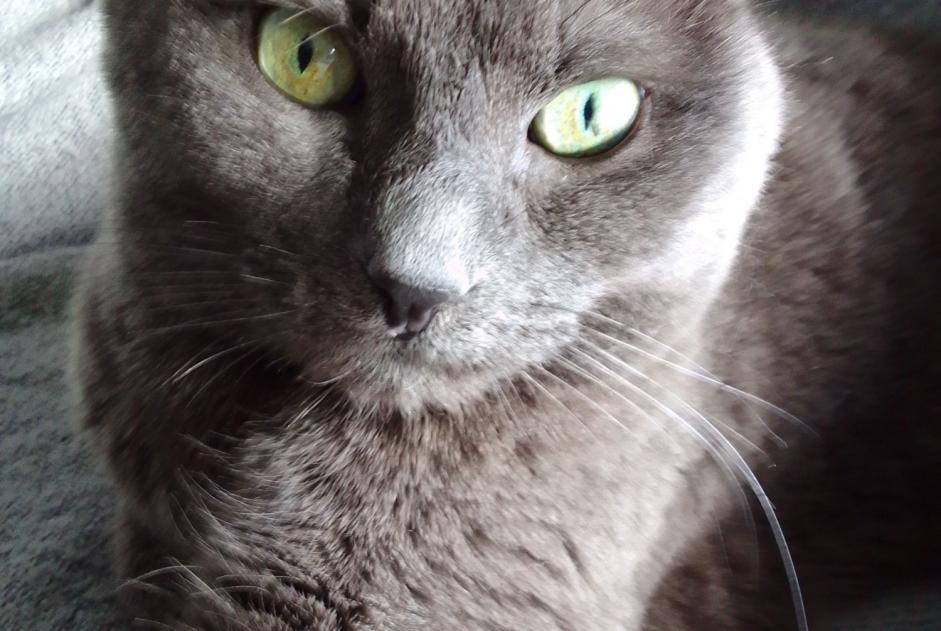 Alerte Disparition Chat  Mâle , 12 ans Sassenage France